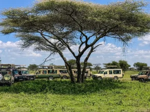 Read more about the article When is the Off Season for Masai Mara