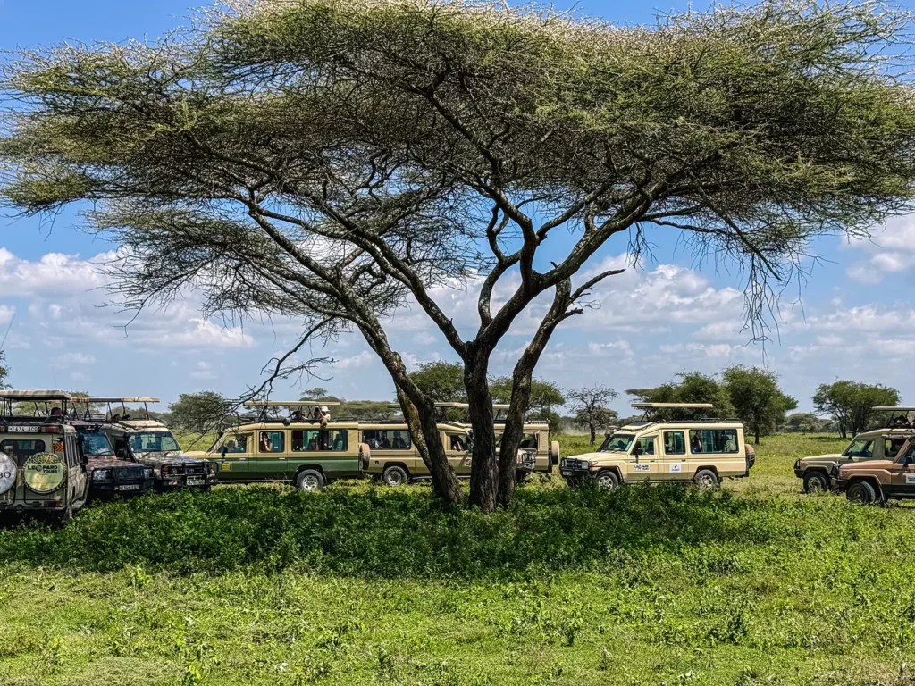 Read more about the article When is the Off Season for Masai Mara