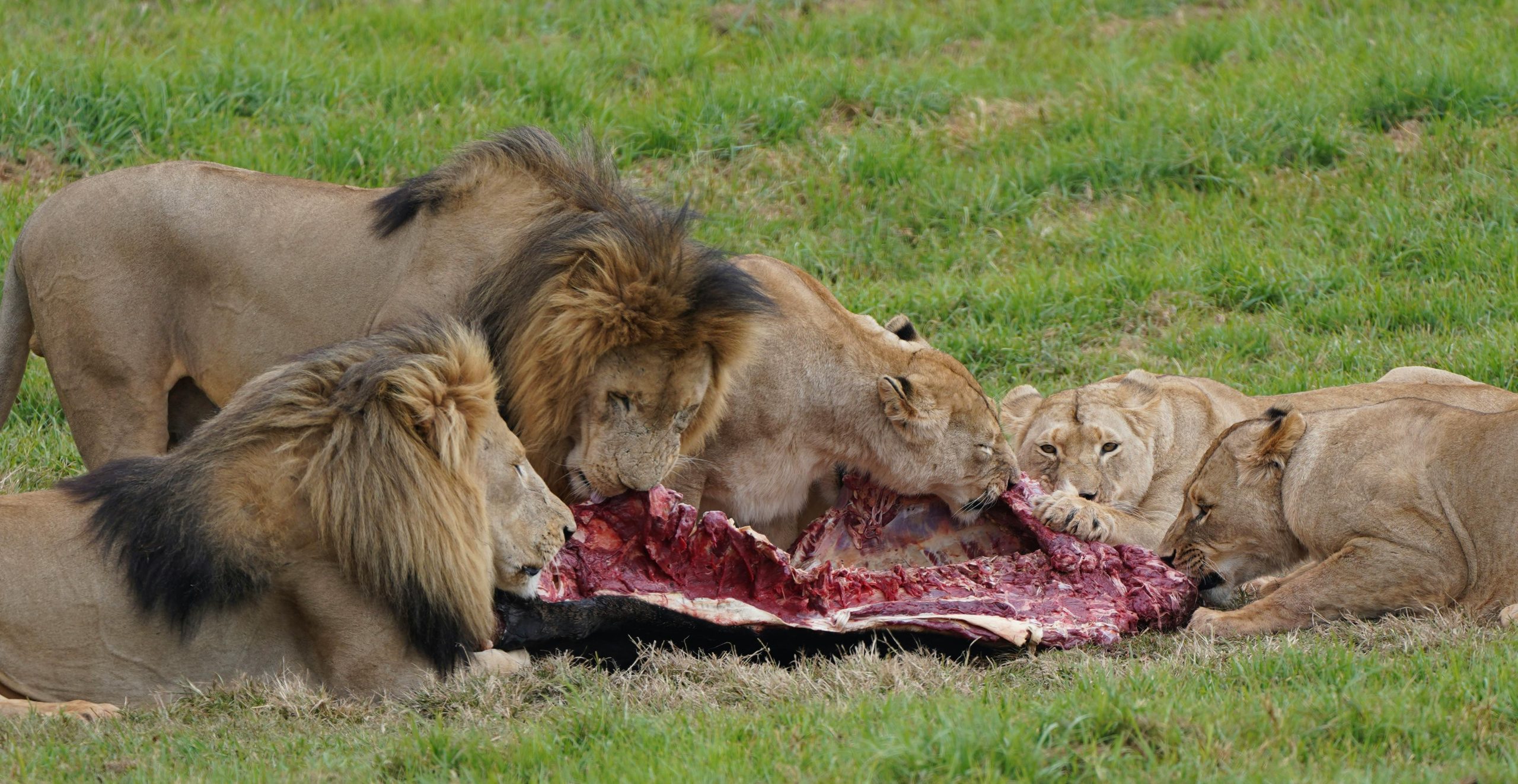 lion pride feeding