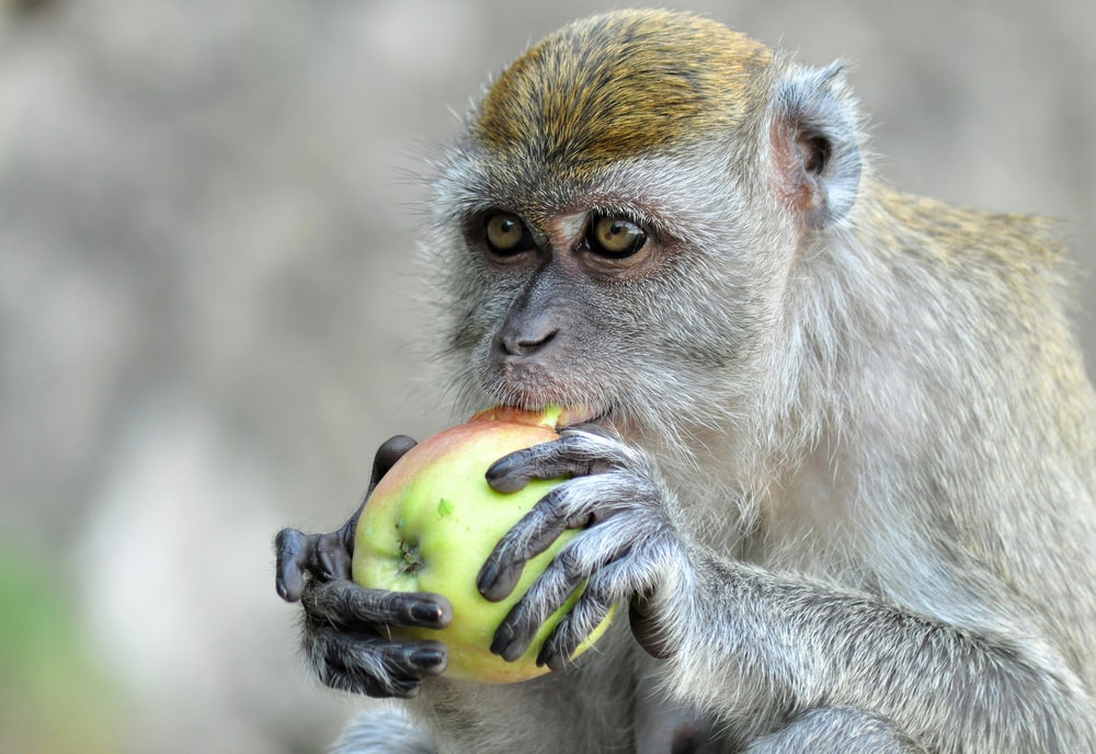 Read more about the article what do monkeys eat