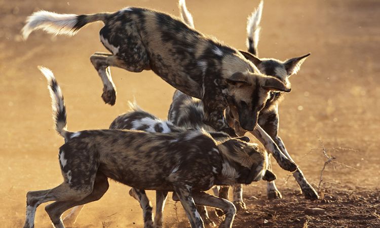 Read more about the article Endangered Species