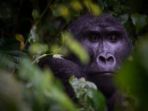 Read more about the article Last Minute Gorilla Permits Uganda