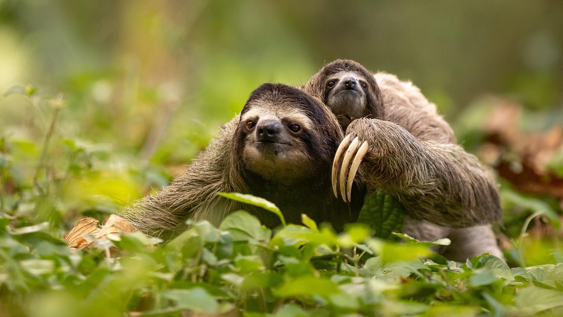 You are currently viewing Fun Facts About a Sloth