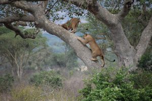3 Days Queen Elizabeth National Park Safari