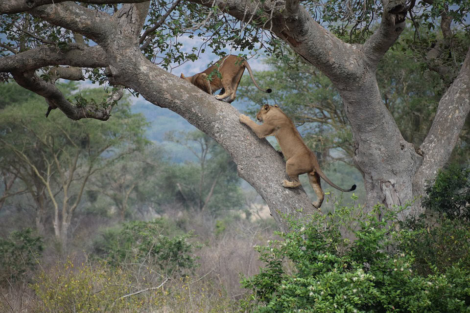 Which countries have tree climbing lions
