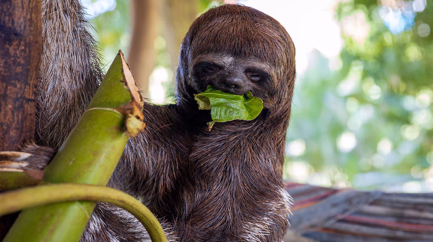 What Do Sloths Eat