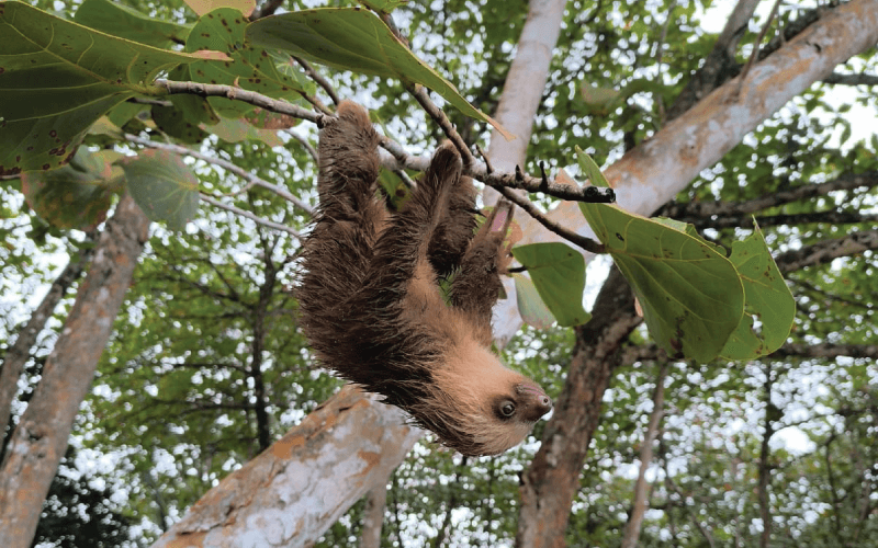 Where Do Sloths Live