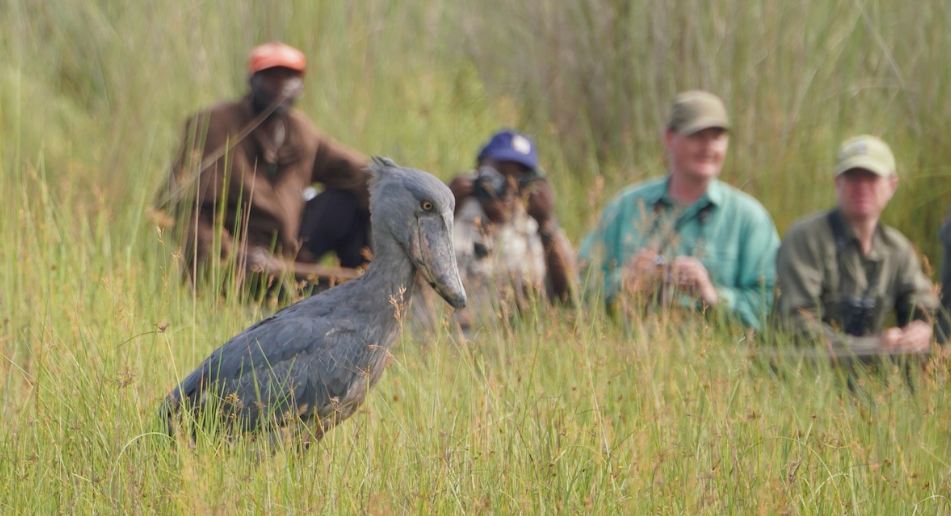 Birding in Mabamba Swamp