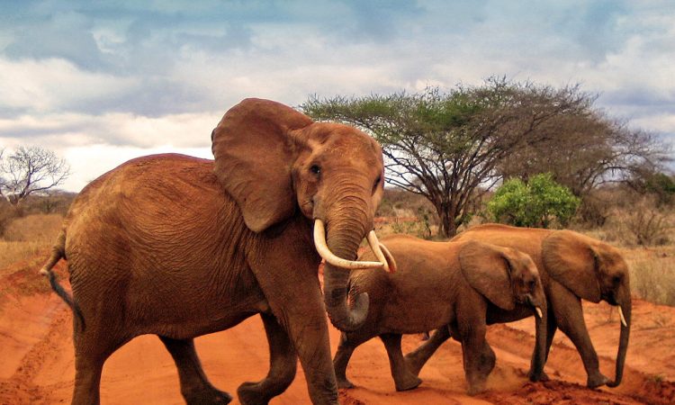 tsavo national park entrance fee