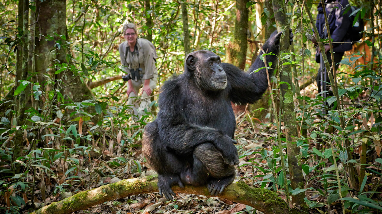 Chimpanzee Trekking Tours Uganda