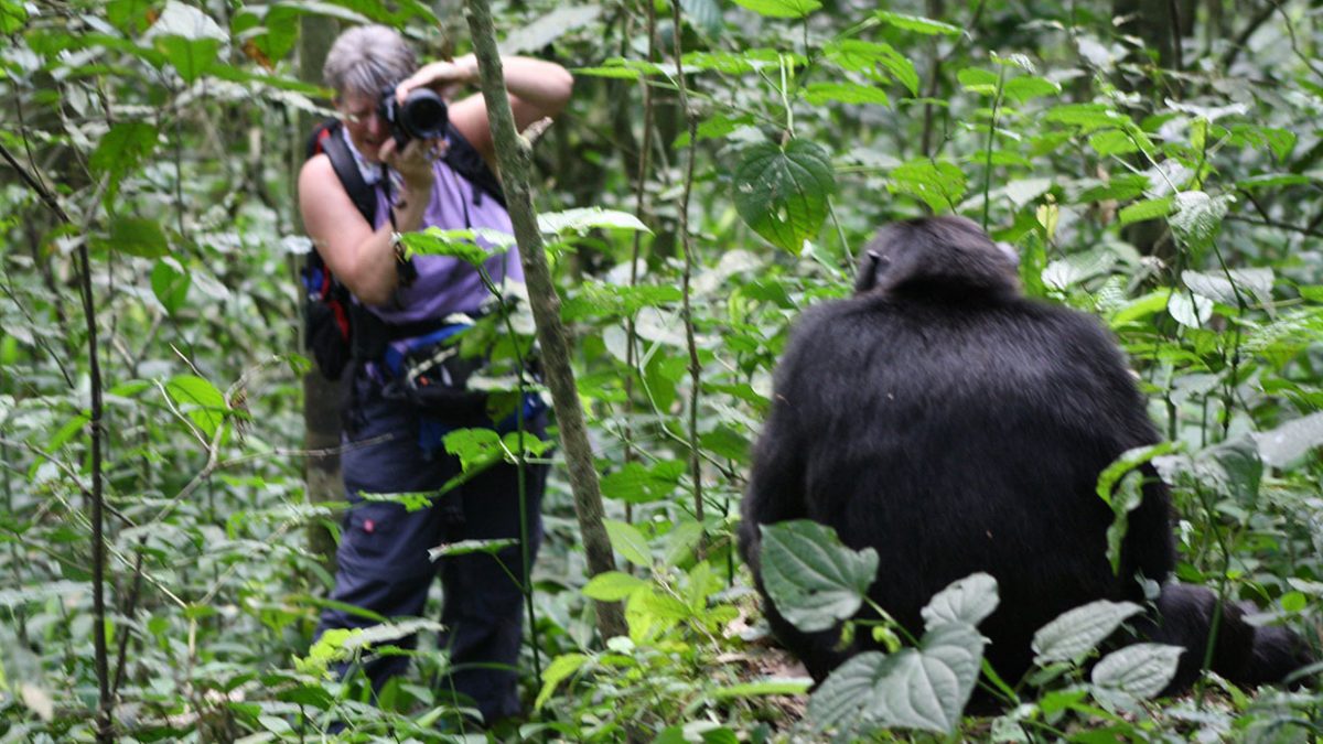 Buy Chimpanzee Permits Uganda