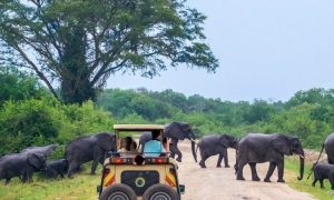 Read more about the article How Safe Are Game Drives
