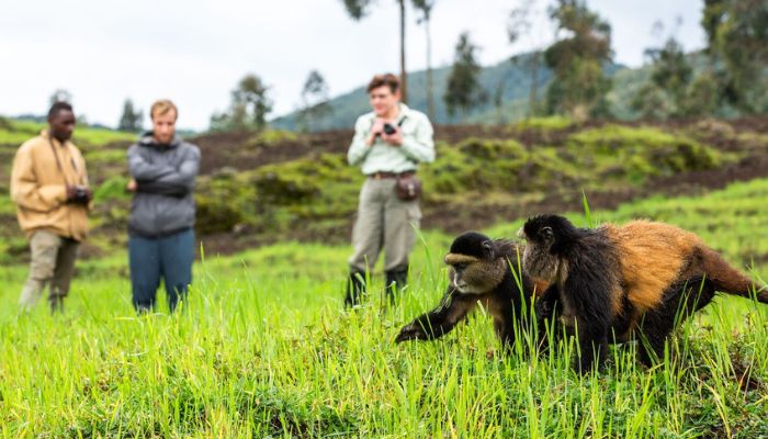 3 Day Gorilla & Golden Monkey Trekking Rwanda