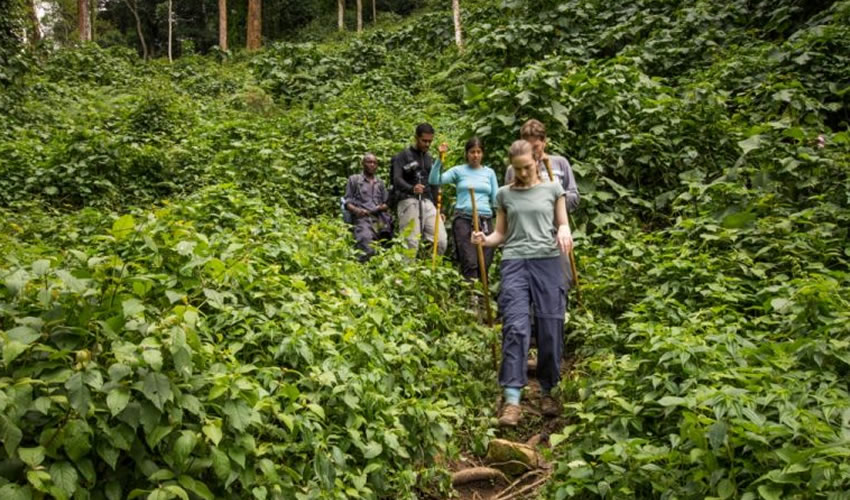 5 Day Rwanda Primate Safari