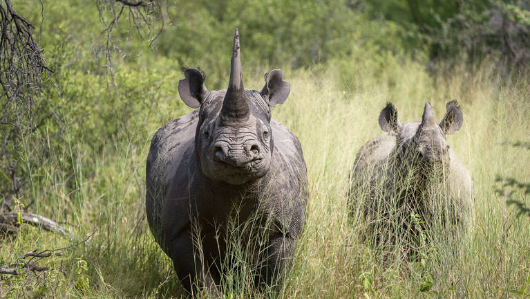 rhinos in Kenya