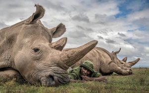 Read more about the article where to see rhinos in Kenya