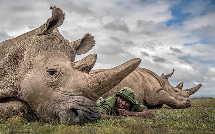 You are currently viewing where to see rhinos in Kenya