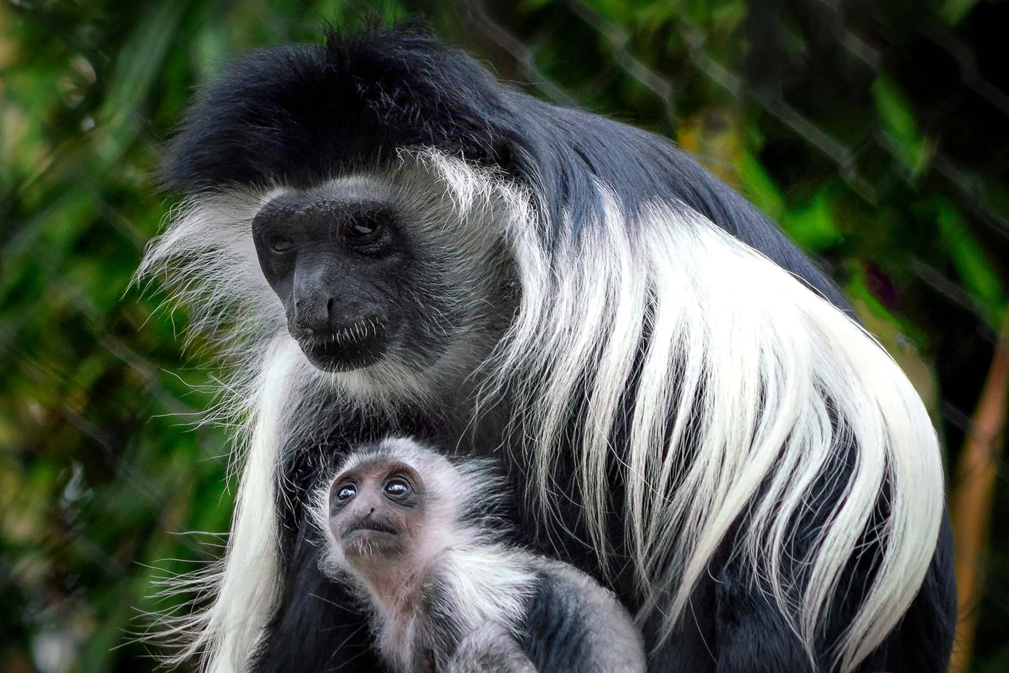You are currently viewing What animals can I see in Uganda