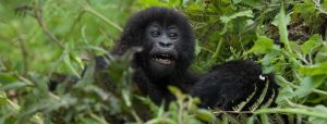 4 Days Double Gorilla Trekking