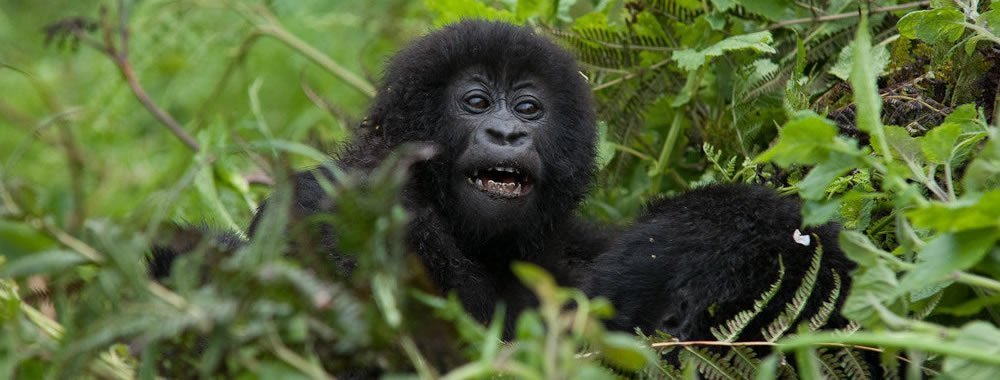 Uganda safari itinerary price