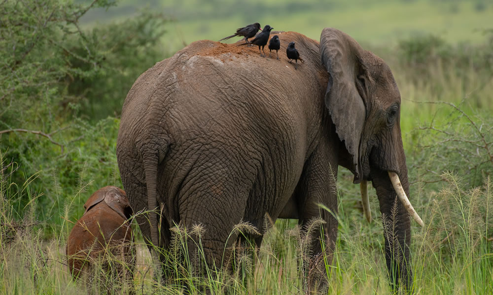 Read more about the article Weekend safari Uganda