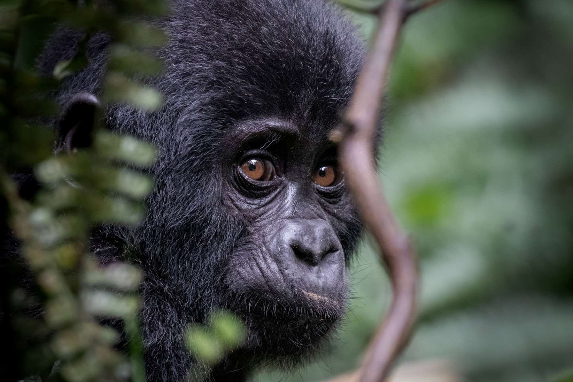 Read more about the article Best Uganda Safaris for First Time Visitors