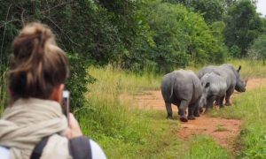 Read more about the article Can I See Rhinos in Uganda