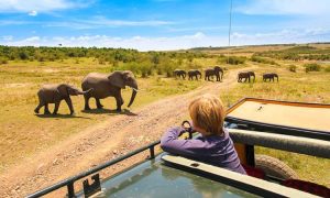 Read more about the article Gorilla Trekking and Wildlife Safari Combo