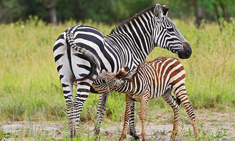 Animals in Gombe National Park