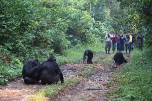 Read more about the article Chimpanzee Tracking Spots in Kibale Forest