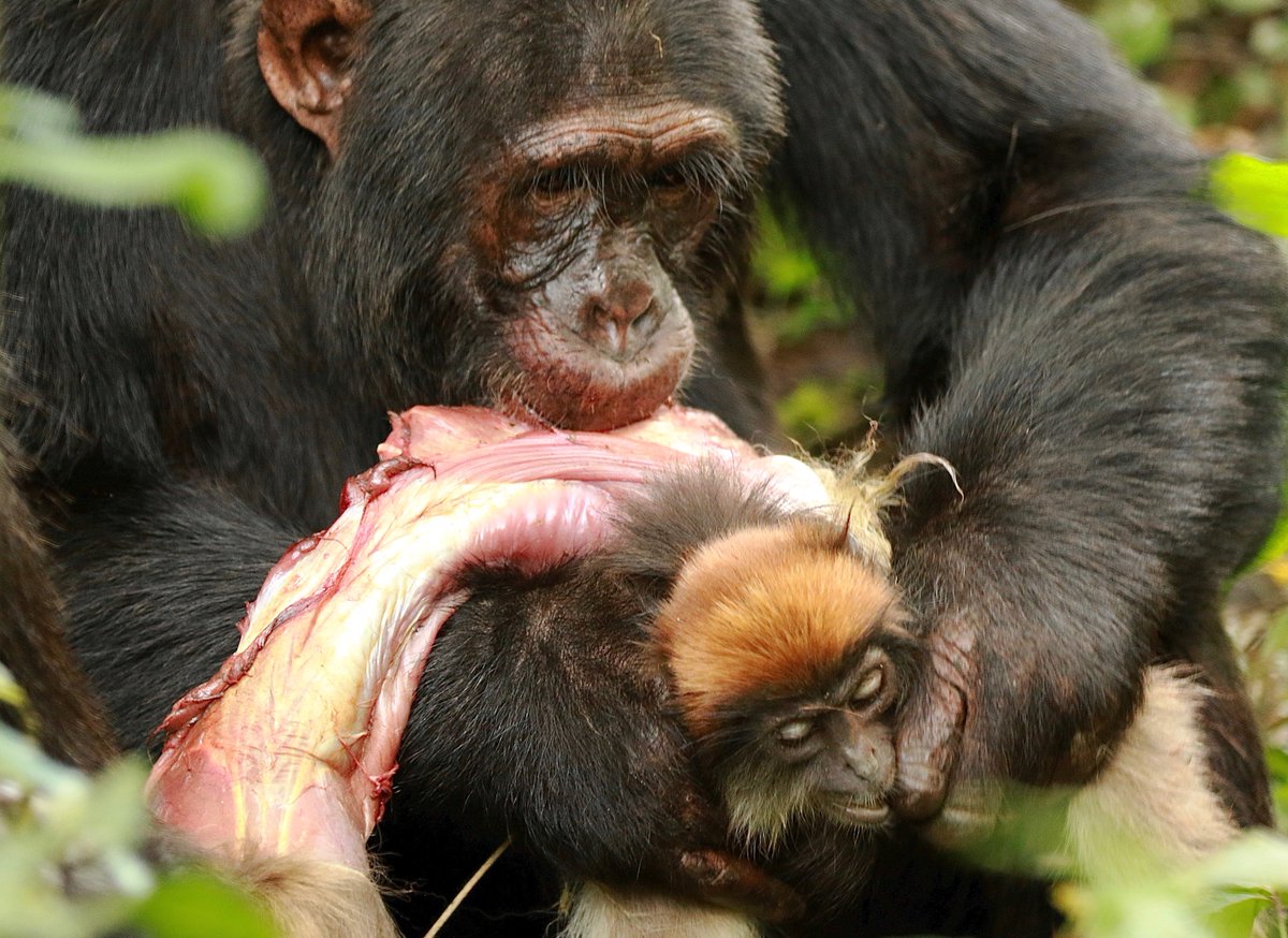 Do Chimpanzees Eat Meat