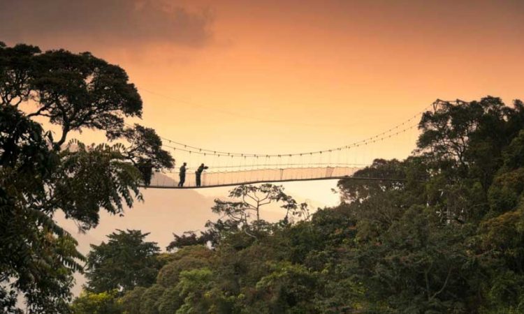 3 Days Nyungwe National Park Safari